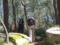 2014-06-05 16-59-32 Foret de Fontainebleau DLe
